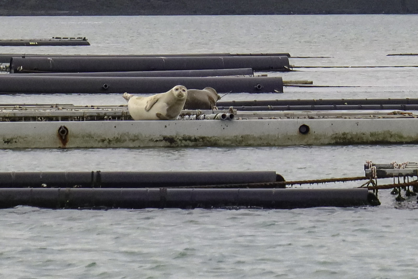 Zeehonden Neeltje Jans