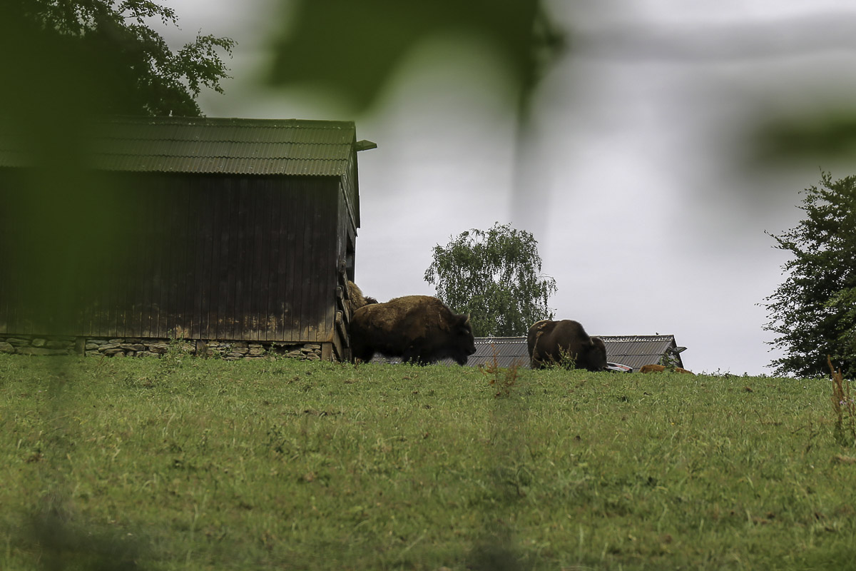Bison
